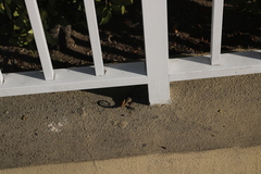 Leiocephalus carinatus