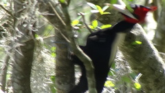 Campephilus leucopogon