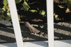 Leiocephalus carinatus