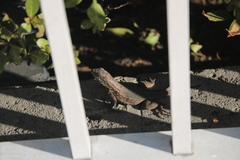 Leiocephalus carinatus