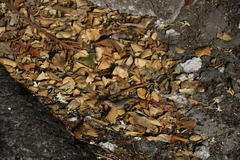 Leiocephalus carinatus