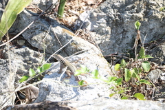 Leiocephalus carinatus