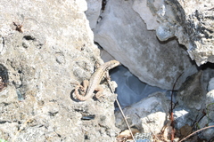 Leiocephalus carinatus