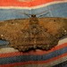 Chorodna - Photo (c) Rohit,  זכויות יוצרים חלקיות (CC BY-SA), הועלה על ידי Rohit