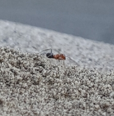 Dorymyrmex bicolor
