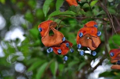 Archidendron lucidum iNat (1)