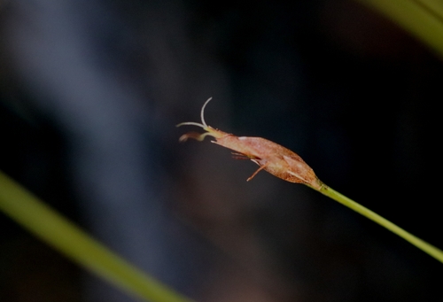 Rhynchospora gracillima observed 2024-02-17