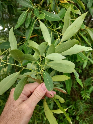 Image of Ocotea acutifolia by (c) Roderick Cameron, some rights reserved (CC BY)