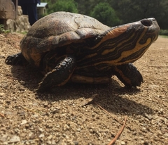 Trachemys dorbigni