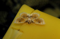 Musotiminae