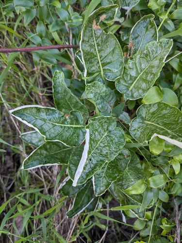 Red-flowering buckwheat foliage