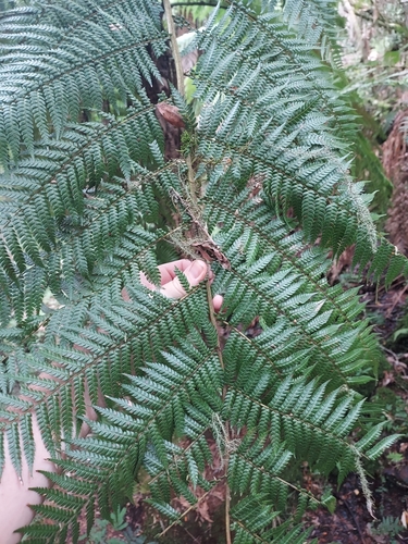 Image of Dicksonia sellowiana by (c) Roderick Cameron, some rights reserved (CC BY)