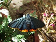 Chalypyge chalybea chloris