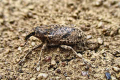 Asproparthenis punctiventris