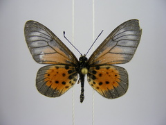 Acraea quirinalis