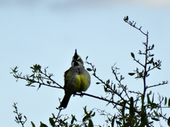 Gubernatrix cristata