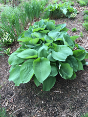 Hosta