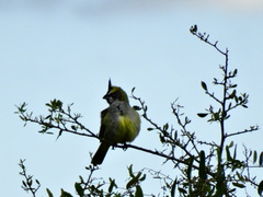 Gubernatrix cristata