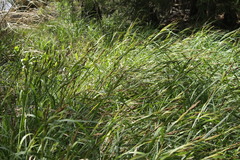 Carex lacustris