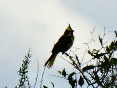 Gubernatrix cristata