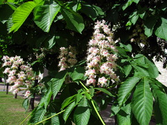 Aesculus hippocastanum