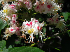 Aesculus hippocastanum