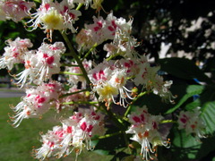 Aesculus hippocastanum
