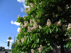 Aesculus hippocastanum