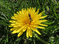 Taraxacum officinale