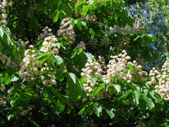 Aesculus hippocastanum