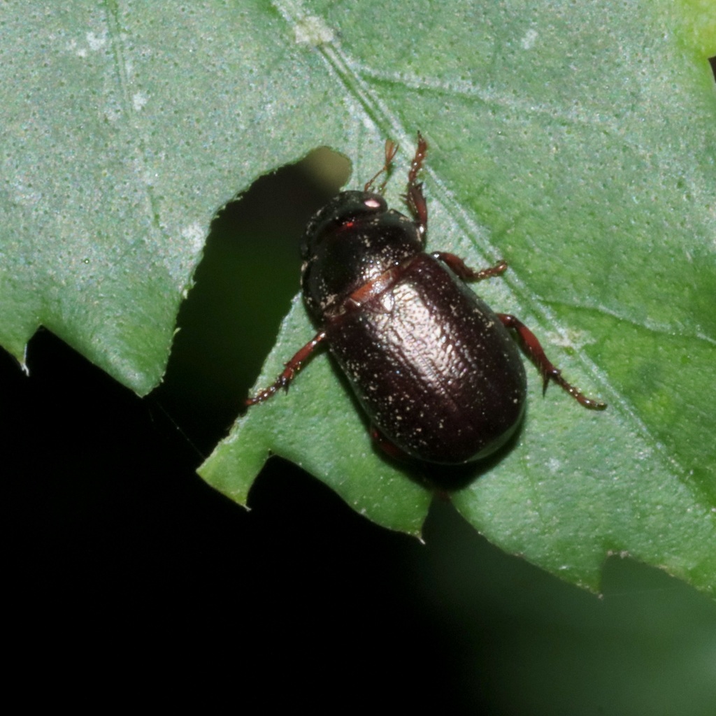 Leucothyreus nolleti