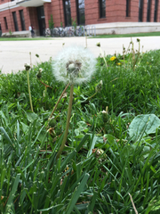 Taraxacum