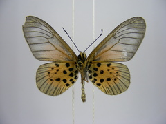 Acraea quirinalis