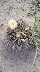 Gymnocalycium gibbosum