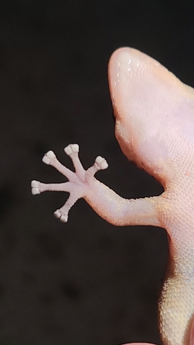 Davis' Leaf-toed Gecko, Phyllodactylus davisi