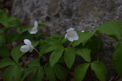 Anemonoides lancifolia