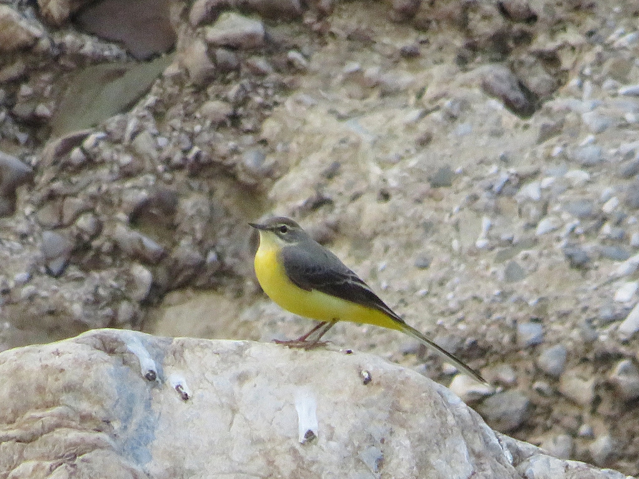Grey Wagtail