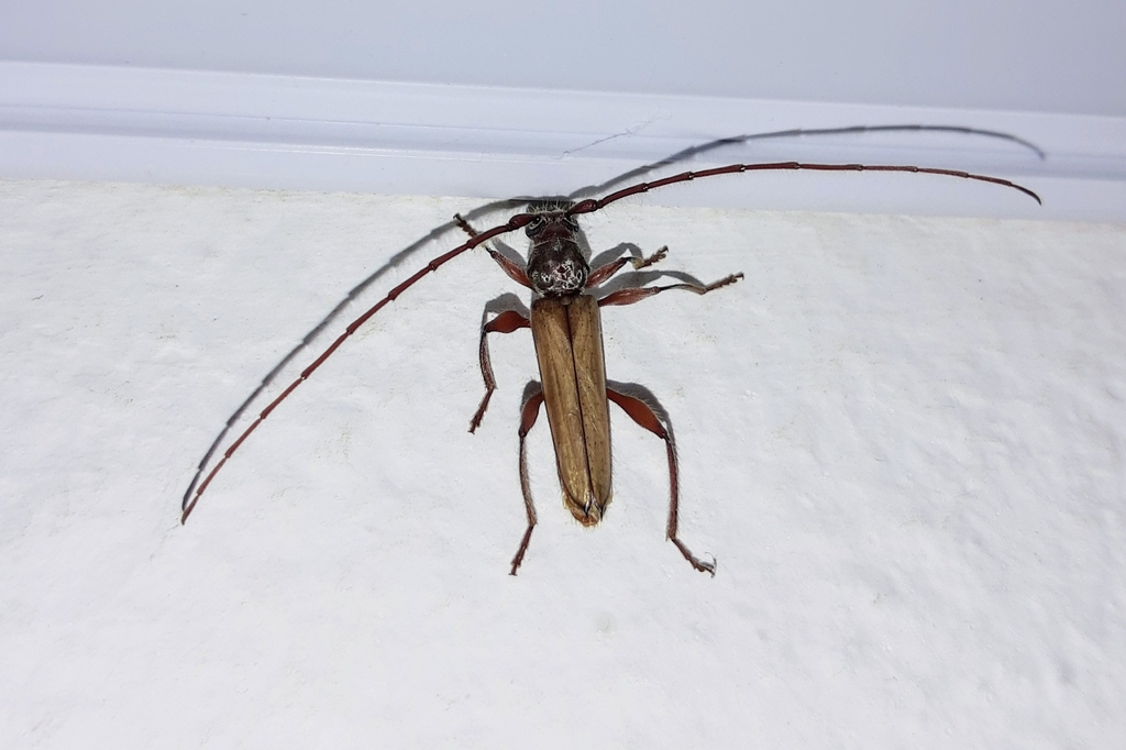 Mephritus genuinus