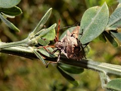 Cermatulus nasalis nasalis