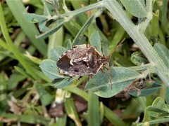 Cermatulus nasalis nasalis