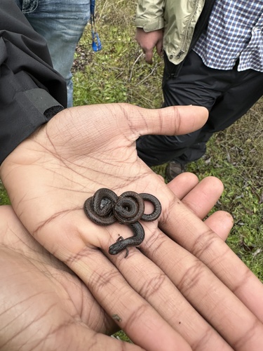 iNaturalist observation photo of California Slender Salamander