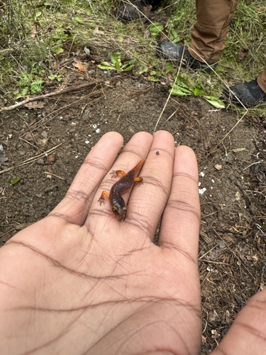 iNaturalist observation photo of Ensatina