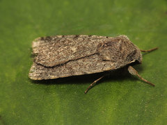 Cerastis rubricosa