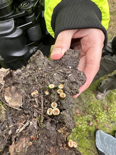 iNaturalist observation photo of common bird's nest fungus