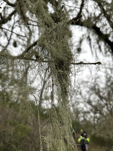 iNaturalist observation photo of lace lichen