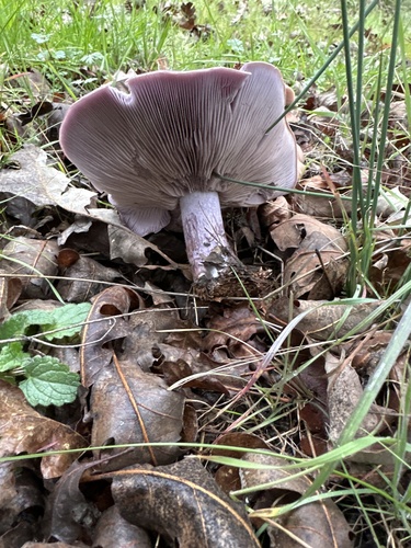 iNaturalist observation photo of Blewit