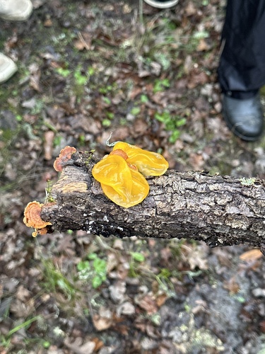 iNaturalist observation photo of golden ear