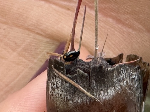 iNaturalist observation photo of Beetles
