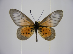 Acraea quirinalis
