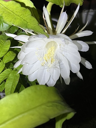 Foto de Dama-da-Noite ou Cacto-Orquídea